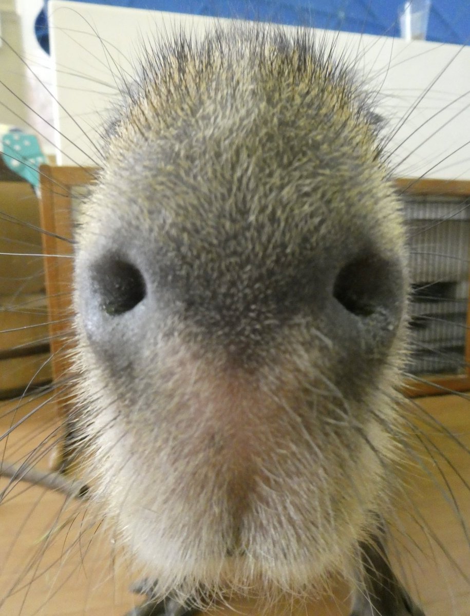 CAPYBARA_MAN's tweet photo. “got any games on your phone?” https://t.co/VkYaqD6R9A
