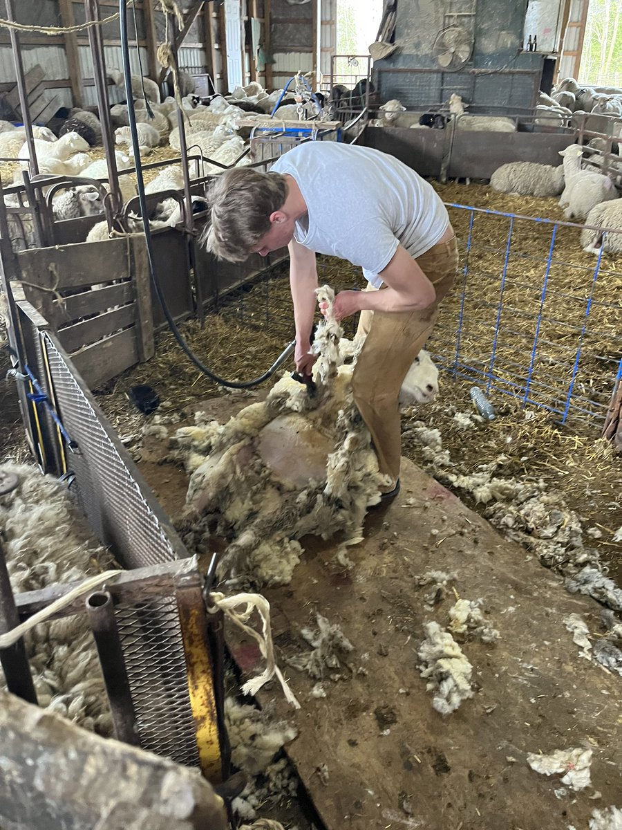 Charlie Cunningham (@charliecunnin81) on Twitter photo Young guns <a href="/BurtwistleBen/">Ben Burtwistle</a> getting some experience today on some feeder lambs. Young guns <a href="/BurtwistleBen/">Ben Burtwistle</a> getting some experience today on some feeder lambs.