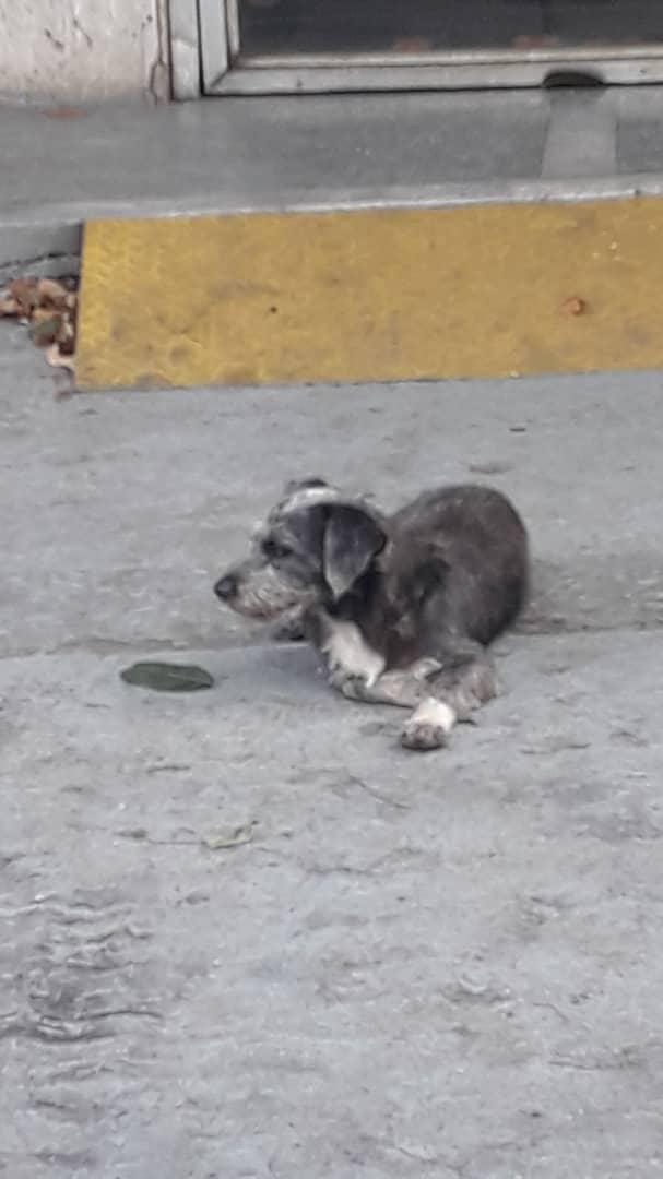yaracalcagno's tweet photo. Difundo. Este perrito está frente a Farmatodo...dicen que vino una sra en un carro y lo dejó abandonado. Bello Monte... https://t.co/SzrbtdsNUO