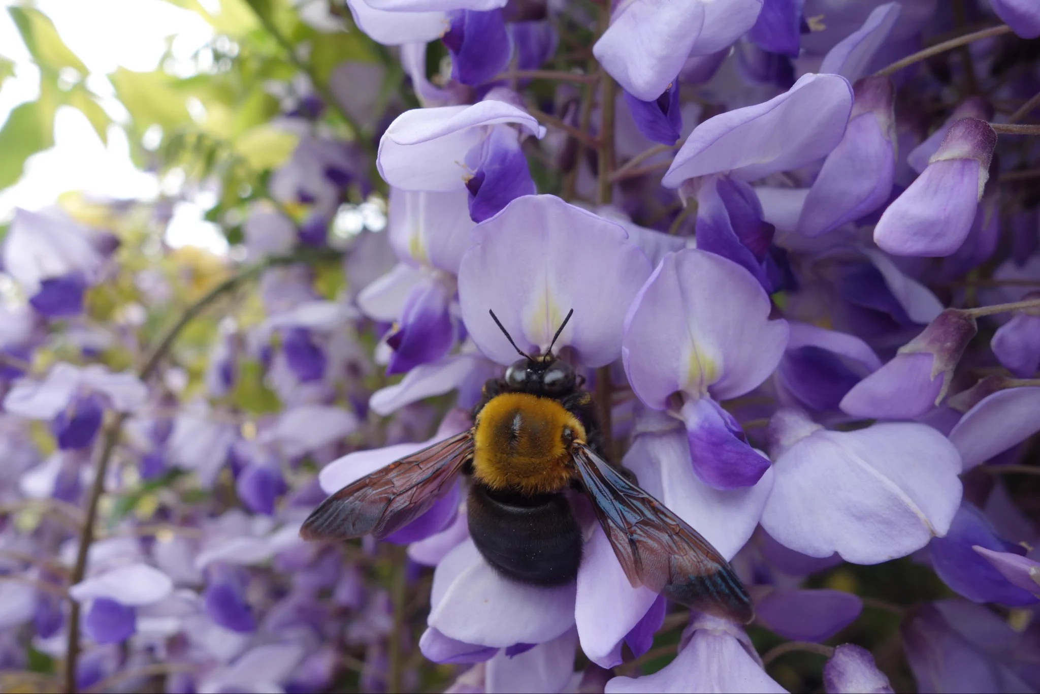 @emuratee 毎年来てくれます。有難いです。 