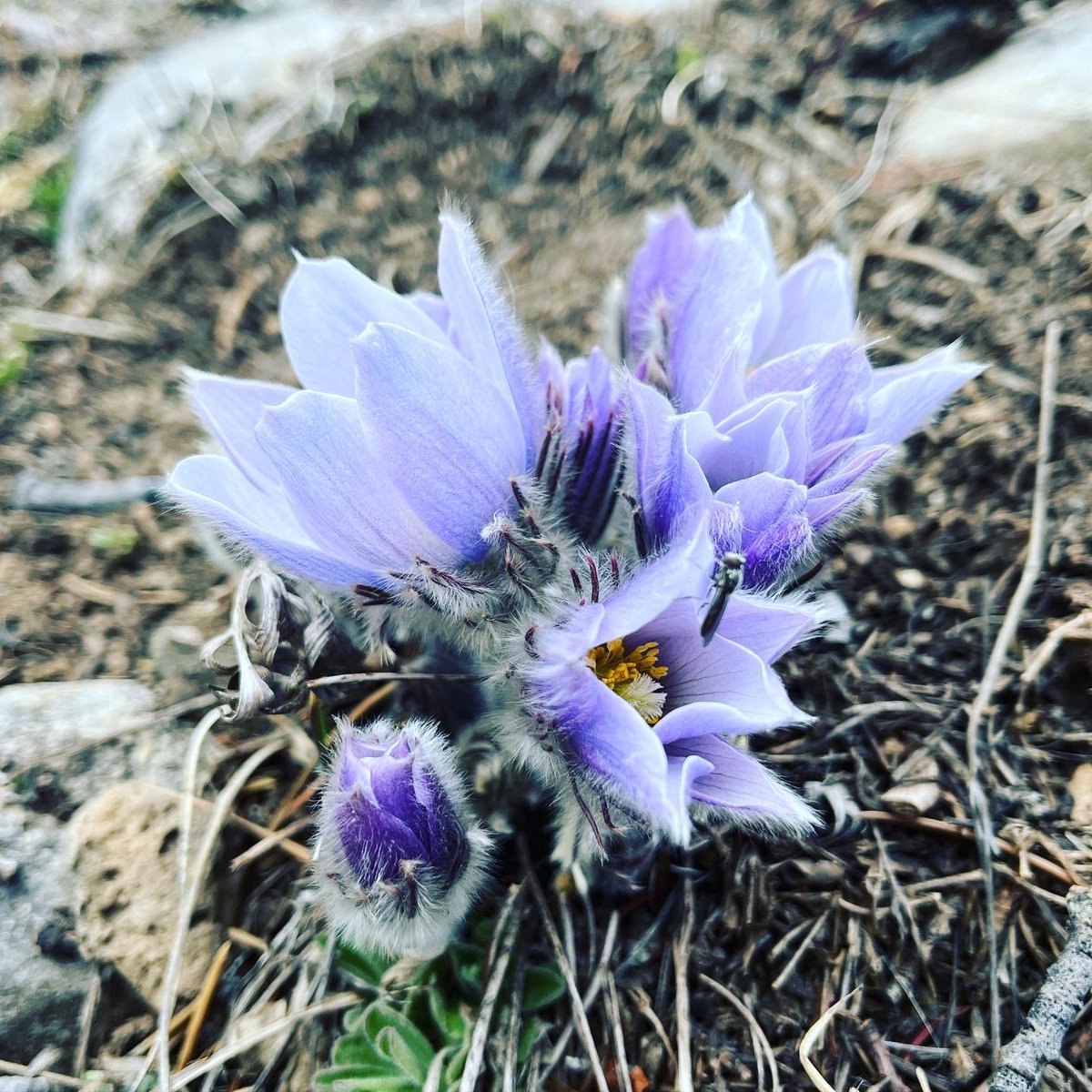 LinasArt_ca's tweet photo. The metaphor of the 𝕊𝕟𝕠𝕨 𝕃𝕠𝕥𝕦𝕤 represents the hidden treasure of the profound path. 🪷

#lotus #crocus #crocusflowers #spring #mountains #prairiecrocus https://t.co/dI3QIYywEO