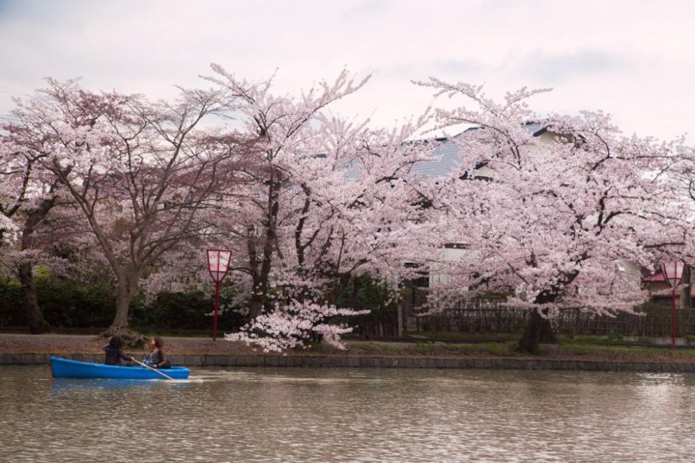 JapanTravel's tweet photo. Cherry blossom season isn't over quite yet! In #Aomori Prefecture, the annual Hirosaki Castle Cherry Blossom Festival runs from late April until early May – this year's event runs until the 5th.

See more: https://t.co/Zhd8CA5LQr https://t.co/ic8INUW9AK