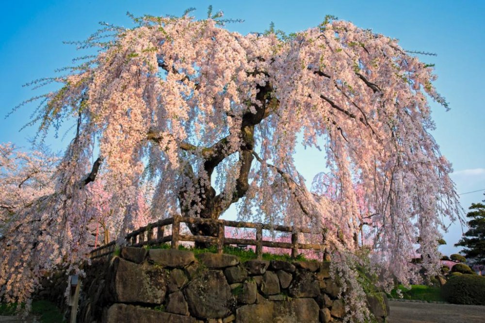 JapanTravel's tweet photo. Cherry blossom season isn't over quite yet! In #Aomori Prefecture, the annual Hirosaki Castle Cherry Blossom Festival runs from late April until early May – this year's event runs until the 5th.

See more: https://t.co/Zhd8CA5LQr https://t.co/ic8INUW9AK