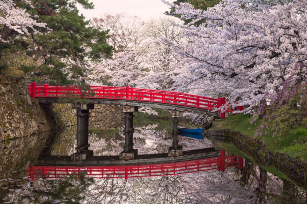 JapanTravel's tweet photo. Cherry blossom season isn't over quite yet! In #Aomori Prefecture, the annual Hirosaki Castle Cherry Blossom Festival runs from late April until early May – this year's event runs until the 5th.

See more: https://t.co/Zhd8CA5LQr https://t.co/ic8INUW9AK