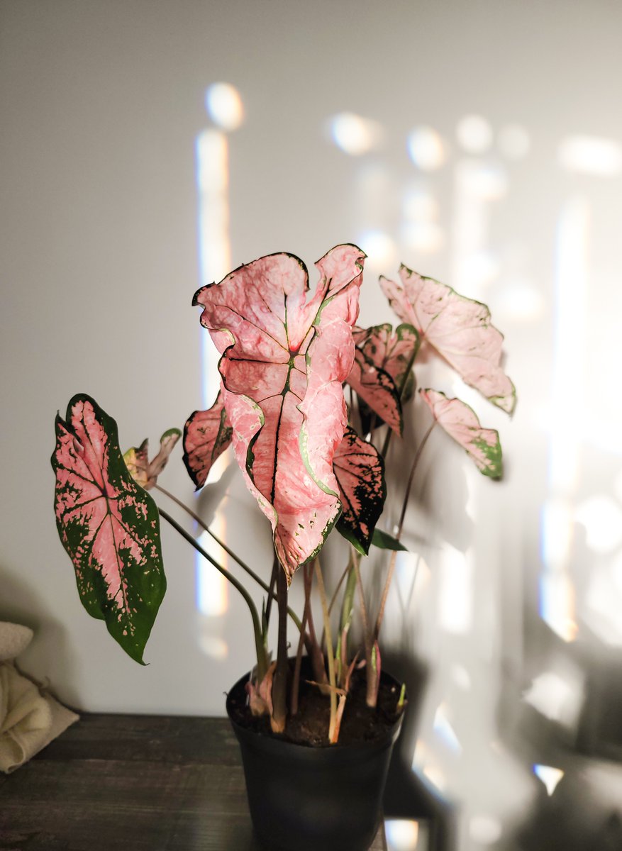 thisisnichie's tweet photo. Good day - I still love plants. https://t.co/LKAHmxgrGR