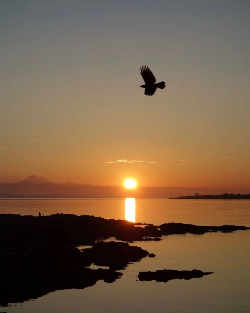 Cattle Point at sunrise 🌄✨

📸: marymcarthurphotography on Instagram

#OakBay #ExploreOakBay #yyj