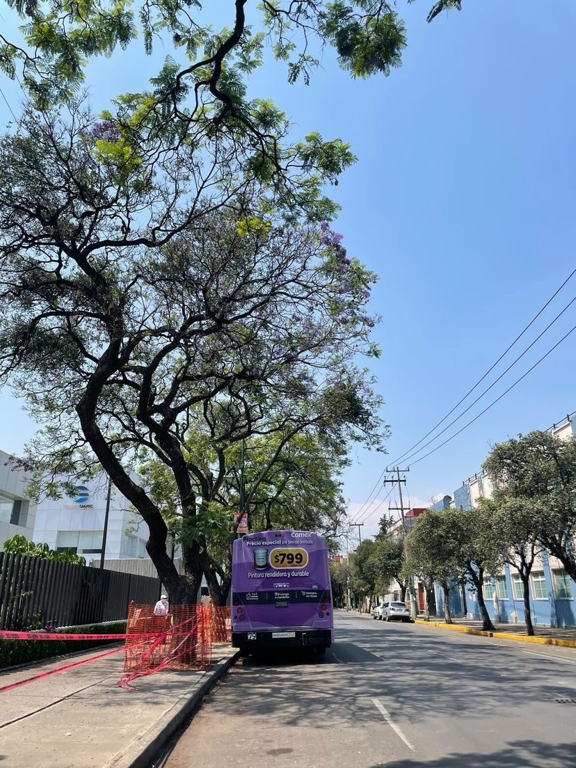 Zamamexicoeco's tweet photo. Defendamos nuestras jacarandas sanas. @LaComerOficial no debe derribar nuestros árboles sanos.

🌳 Beneficios de los árboles: capturan CO2, regresan agua al acuífero, bajan la temperatura… 

@asilascosasw @Pajaropolitico @denchisil @YuririaSierra @SEDEMA_CDMX https://t.co/Ay7Ymj7D9l