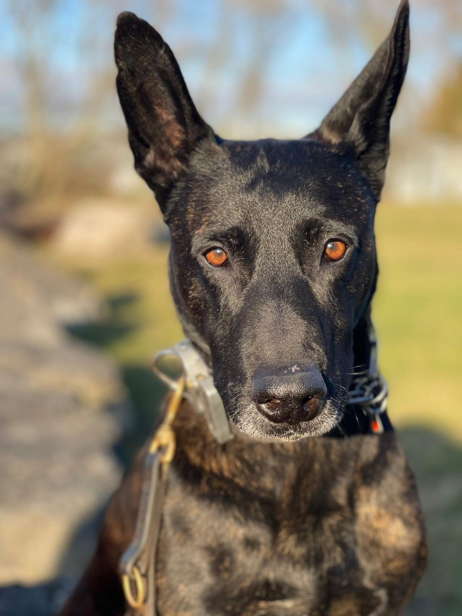 ChNWPoliceDogs's tweet image. PD Bart has started his night shift by helping his @btp colleagues look for three males that ran off…Bart saw them run into the woods and shouted to them….they soon stopped and gave themselves up.