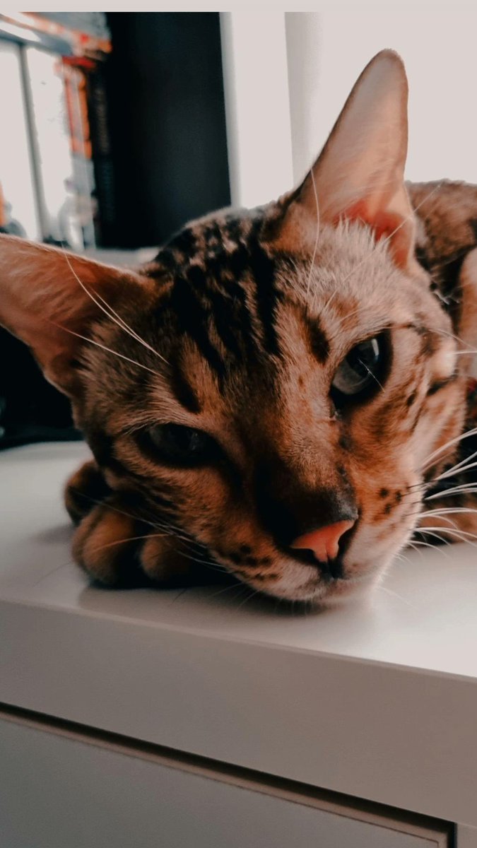ChaoticPadawan's tweet photo. Mi compañero de home office https://t.co/n2jzjyXRHt
