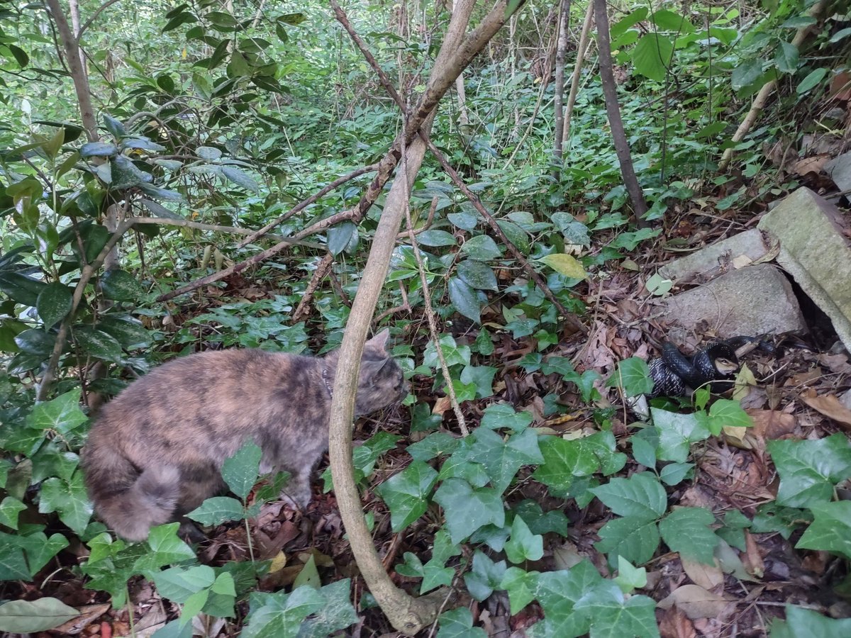 clntcloud's tweet image. Me and my cat, Gracie found a rat snake.  The rat snake caught a chipmunk and killed it.  Gracie pounced on the rat snake and I got her away from it.