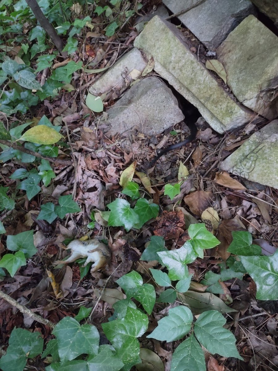 clntcloud's tweet image. Me and my cat, Gracie found a rat snake.  The rat snake caught a chipmunk and killed it.  Gracie pounced on the rat snake and I got her away from it.