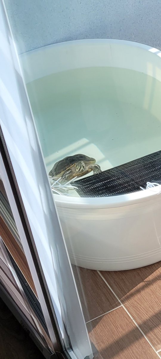 멍때리는 짱거북