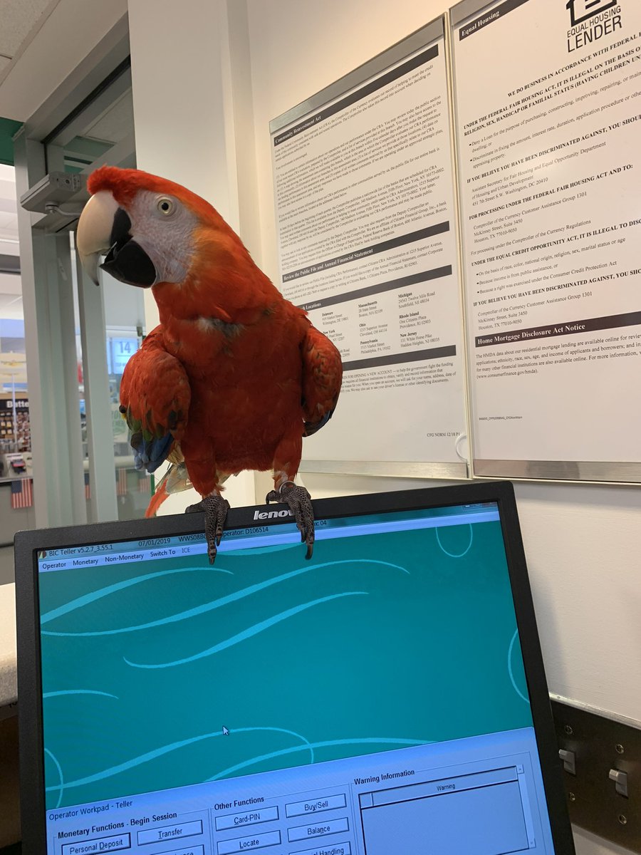 RealRyanRandall's tweet photo. @robdavis122 Yooo lol I’ve seen that parrot a couple years back https://t.co/jSTMnRfUaP