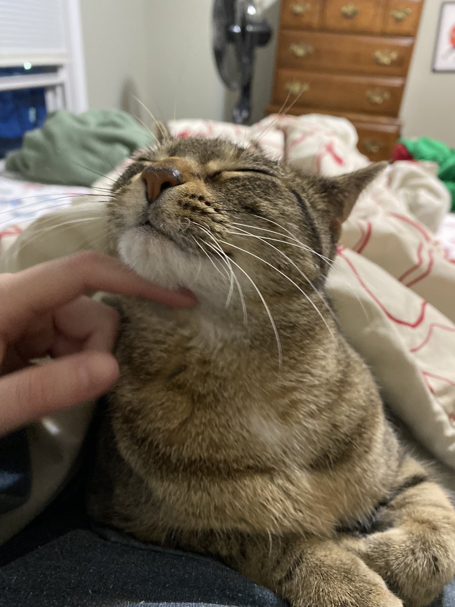 PonacoPuck's tweet photo. Still not feeling great but at least Hazel is keeping me company #CatsOfTwitter https://t.co/3q2cFOAEOk
