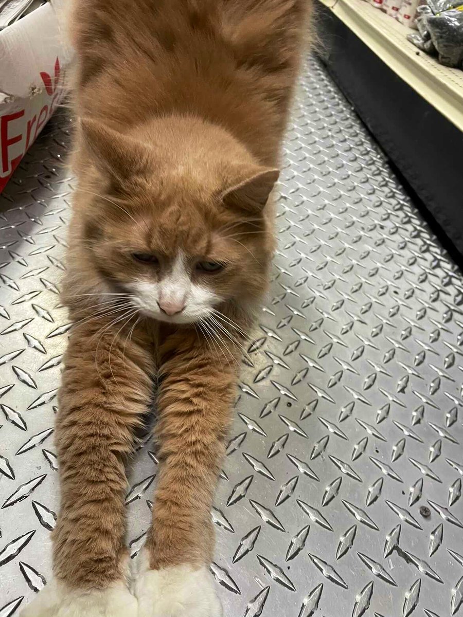 Bodegacats_'s tweet photo. https://t.co/sPSTlx4L4q