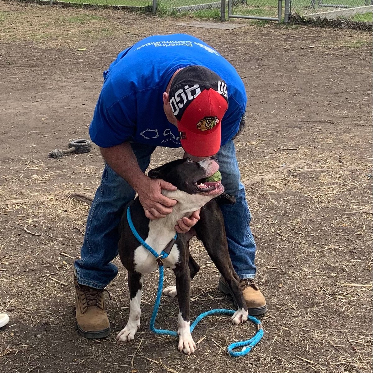 Safe Humane Chicago tweet media