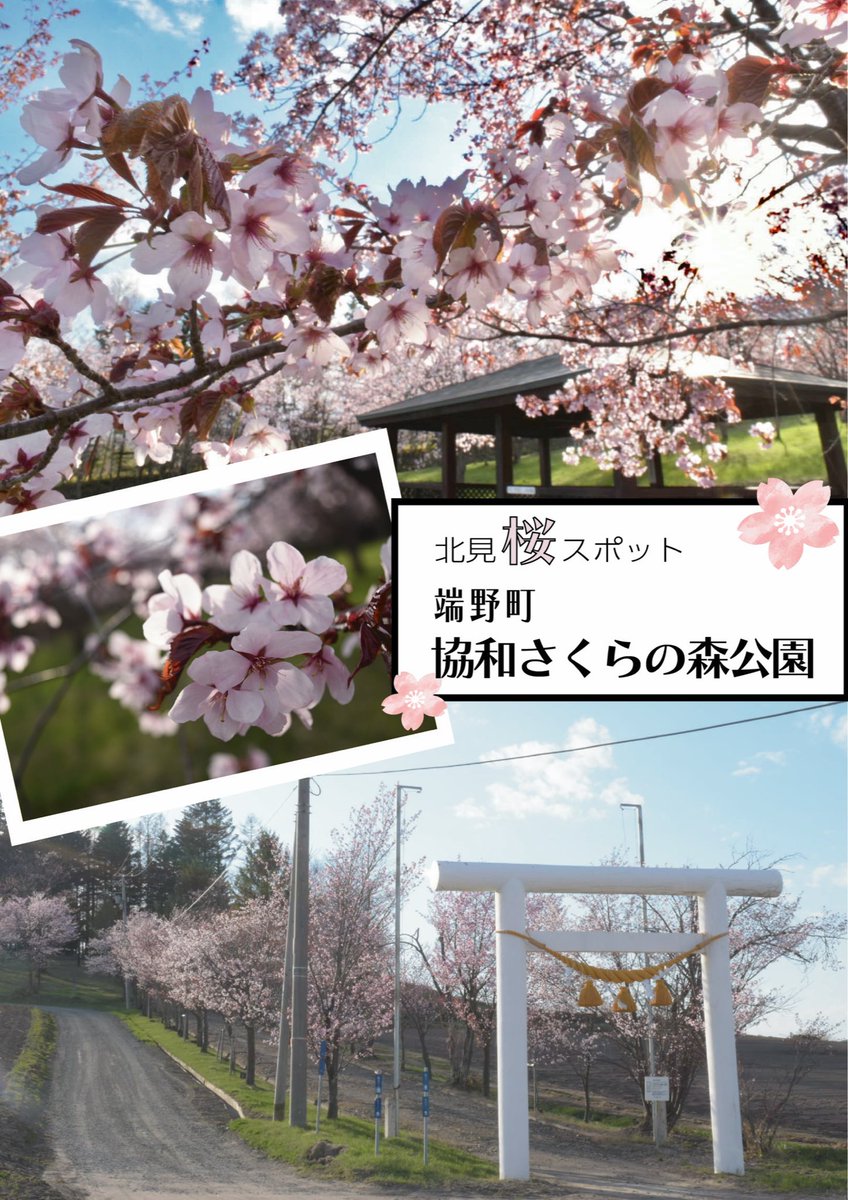 北見市観光協会 公式 北見市の桜情報 端野町 協和さくらの森公園 鳥居の奥に広がる協和神社の桜並木 その横の砂利道を 奥へと進むと さくらの森公園が広がります 桜の木が等間隔に植えられていて その美しさは圧巻です 畑の中には入ら