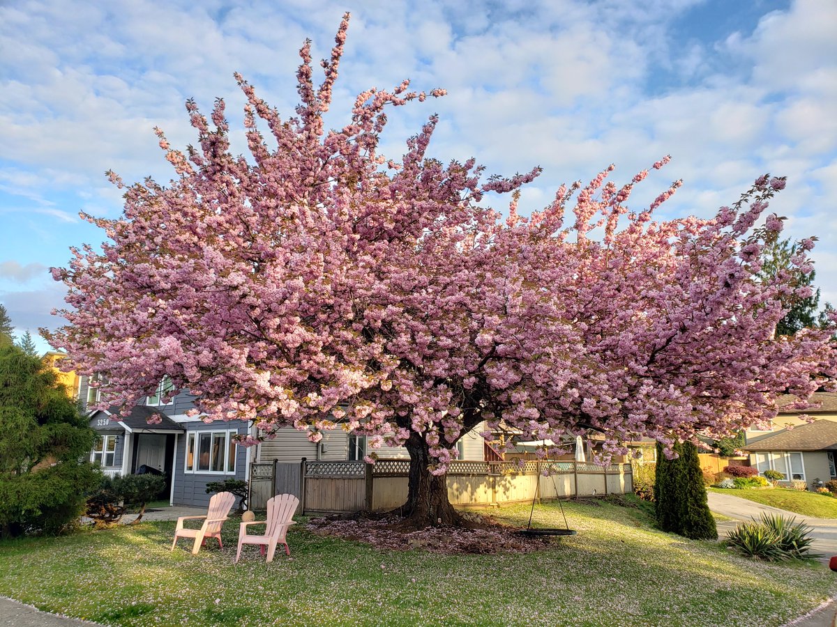 Elsa Chu tweet media