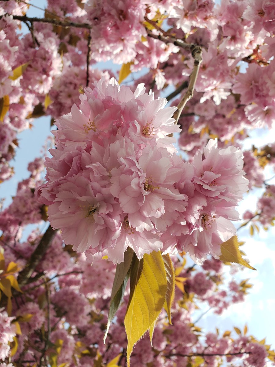 Elsa Chu tweet media