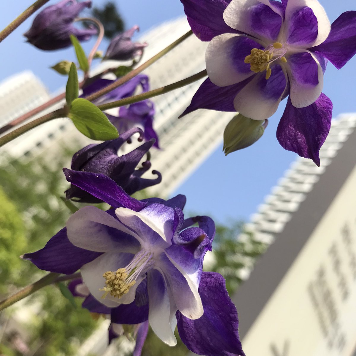 땅쪽으로 얼굴이 있는 꽃