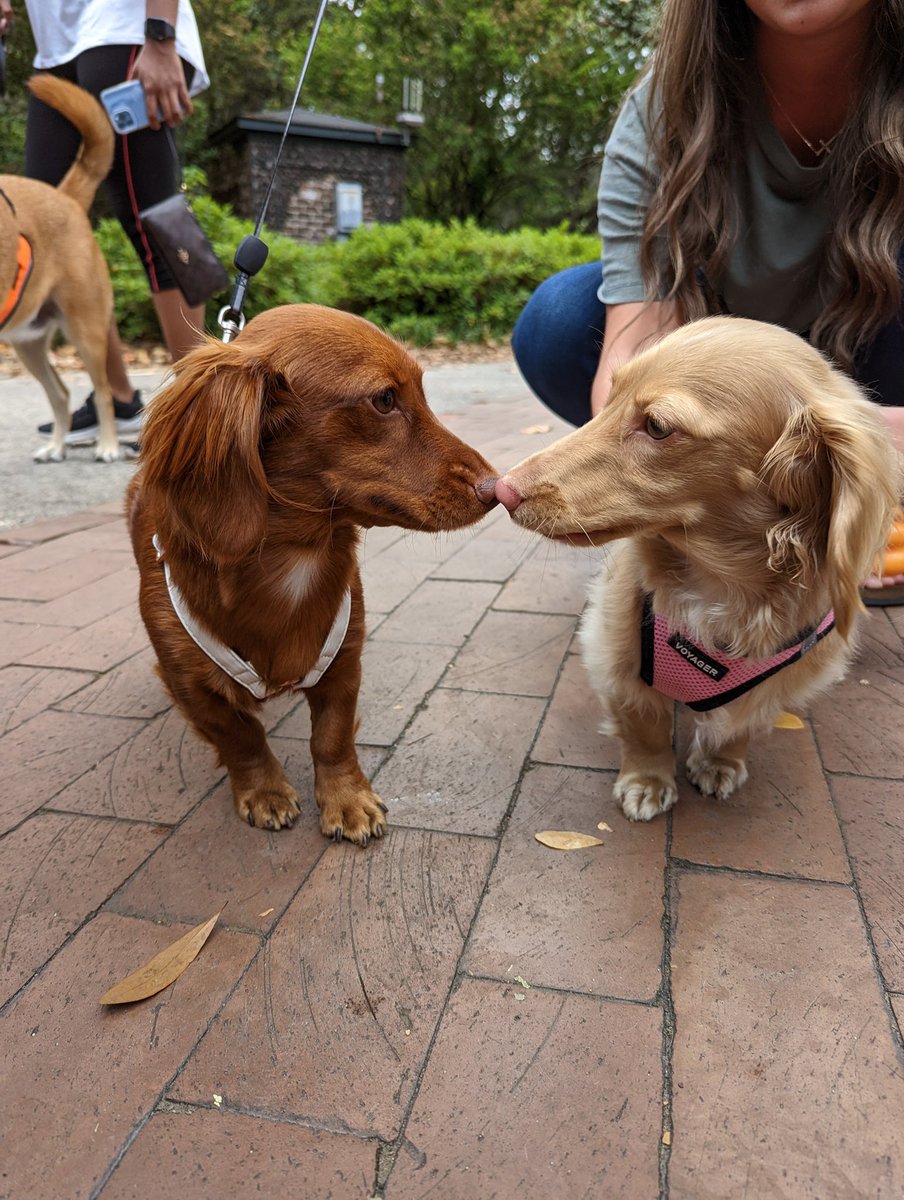 TheHushPup's tweet photo. Had so much fun at the Doggie Carnival today! https://t.co/LRg6NmQYVP