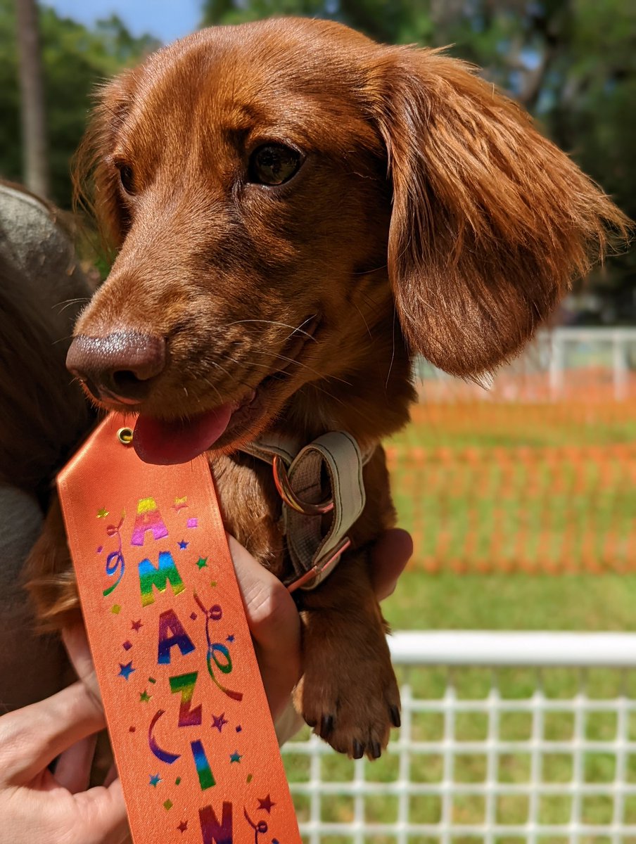 Had so much fun at the Doggie Carnival today!