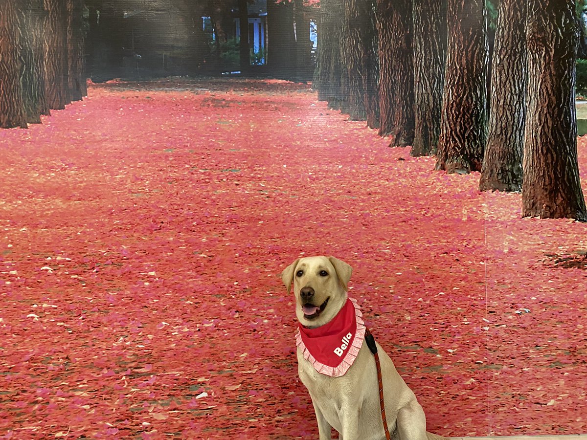 BellaExplora's tweet image. Any guesses where I went exploring?  Lovely autumn colors!  Goes well with my pink bandana 🐕 💕