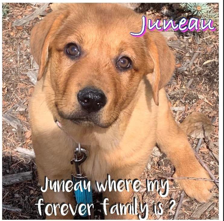 Meet chai and Juneau!! Both girls are still looking for their forever, could it be with you?