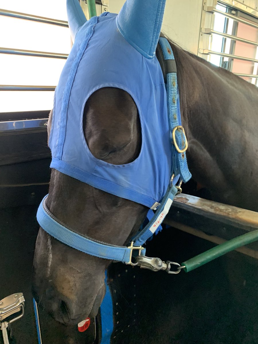 サンパリス、1着入線いたしました💮
サンパリス・鈴木祐騎手ありがとうございました💫