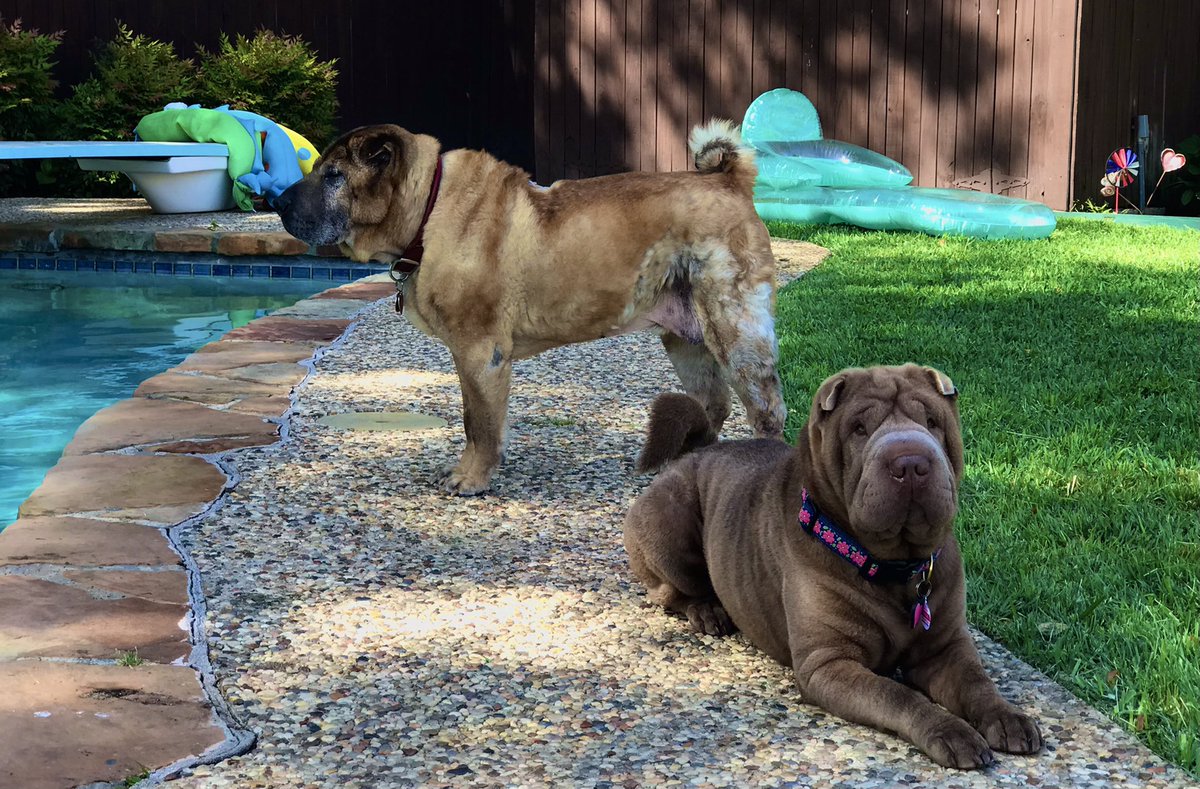 _Sharpei's tweet photo. Pool Day! 

#Sharpei https://t.co/qib2IKUhdn