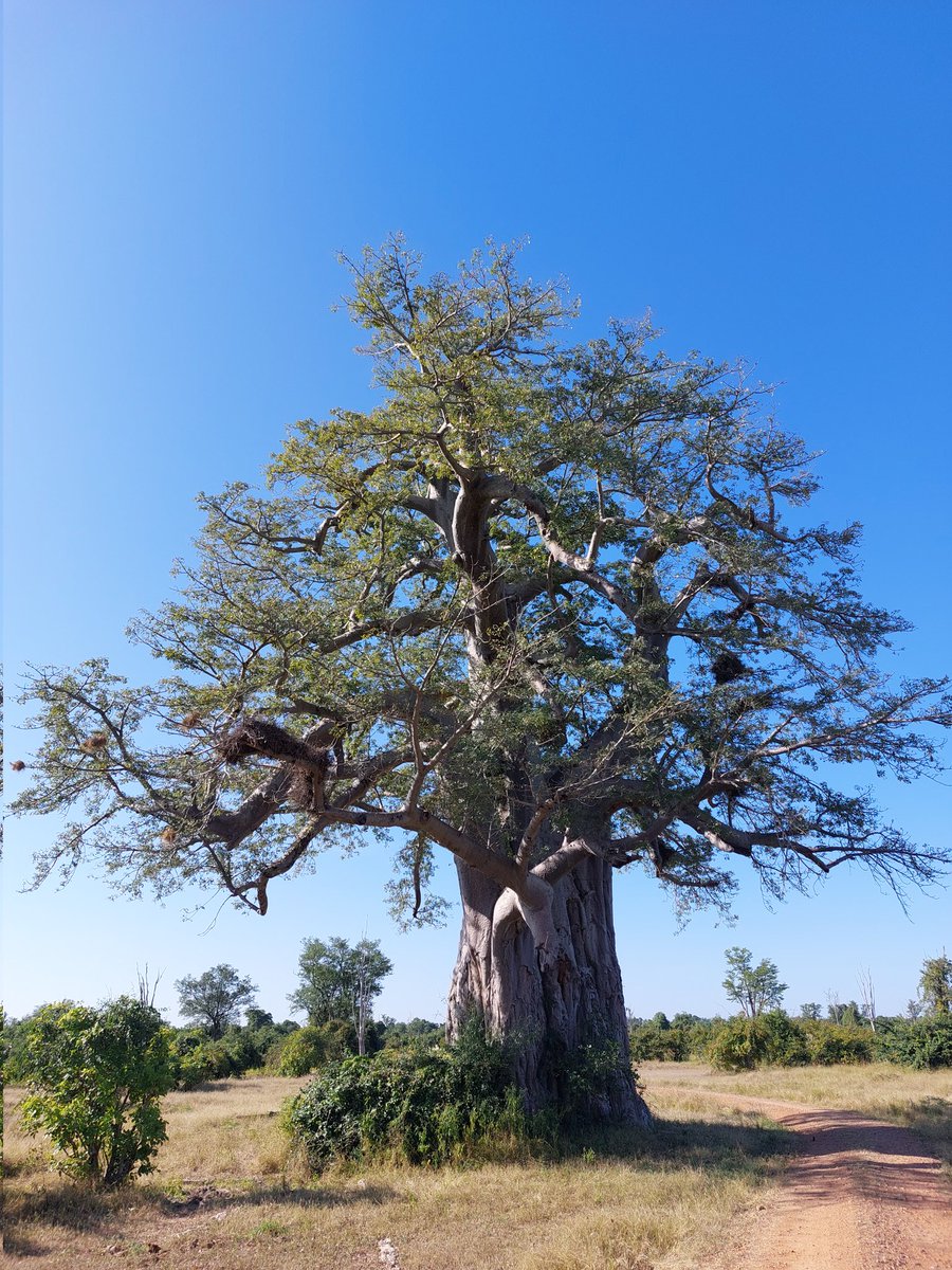 benjaminwarr's tweet photo. Ancient baobab, South Luangwa, Zambia https://t.co/SQYFIkozDH