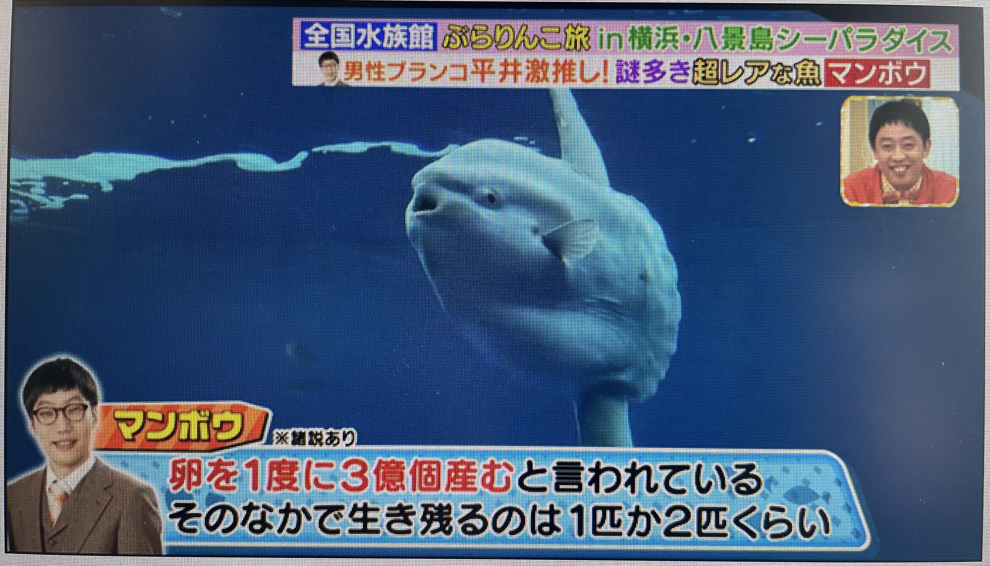 牛マンボウ博士 仕事募集中 固定ツイート参照 マンボウは3億個の卵を一度に産み 生き残るのは2 3匹 まだ信じられている迷信 T Co Rao7bhhlv2 Twitter
