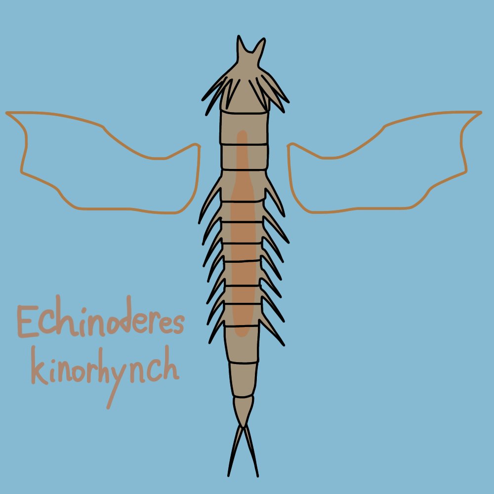 Part 2/4 of my #InverteFest challenge! Featuring Entoprocta, Gastrotricha, Hemichordata, and Kinorhyncha!

(Skipped Gnathostomulida bc I was having a hard time figuring out how to draw them from photos and also wanted to have 4 sets of 4, sorry)