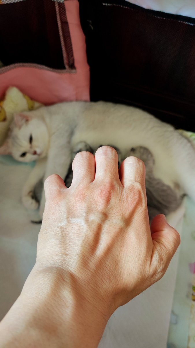 CyberScavenger's tweet photo. Hi @anthro_traveler, I'm in China.
C.A.T. take the earth😼
#ANTHROCAT #NFT #LightUpEarth https://t.co/0s1O3Uu9PN