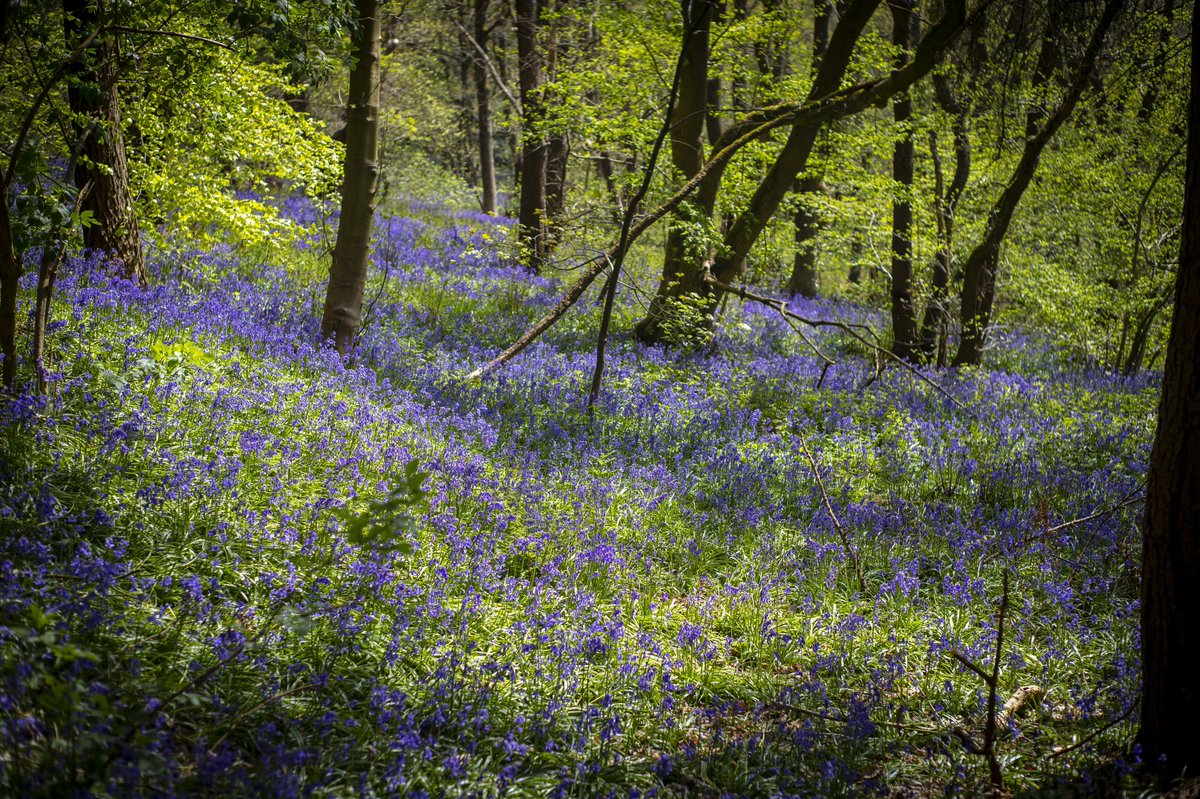 Middleton ‘Bluebell’ Woods, Ilkley
#Bluebells #photography #scenesofyorkshire  #yorkshirepost #VisitEngland #EscapeTheEveryday #bbcyorkshire #SeeThingsDifferently