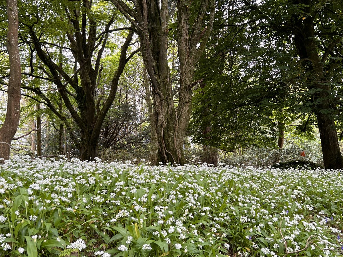 Bluebells and wild Garlic await.
IOC Relays <a href="/orienteeringIRE/">Orienteering Ireland</a> <a href="/IrishOChamps/">IrishOrienteeringChampionships</a> <a href="/fingalo/">Fingal Orienteers</a> <a href="/worldofo_news/">worldofo.com - news</a>