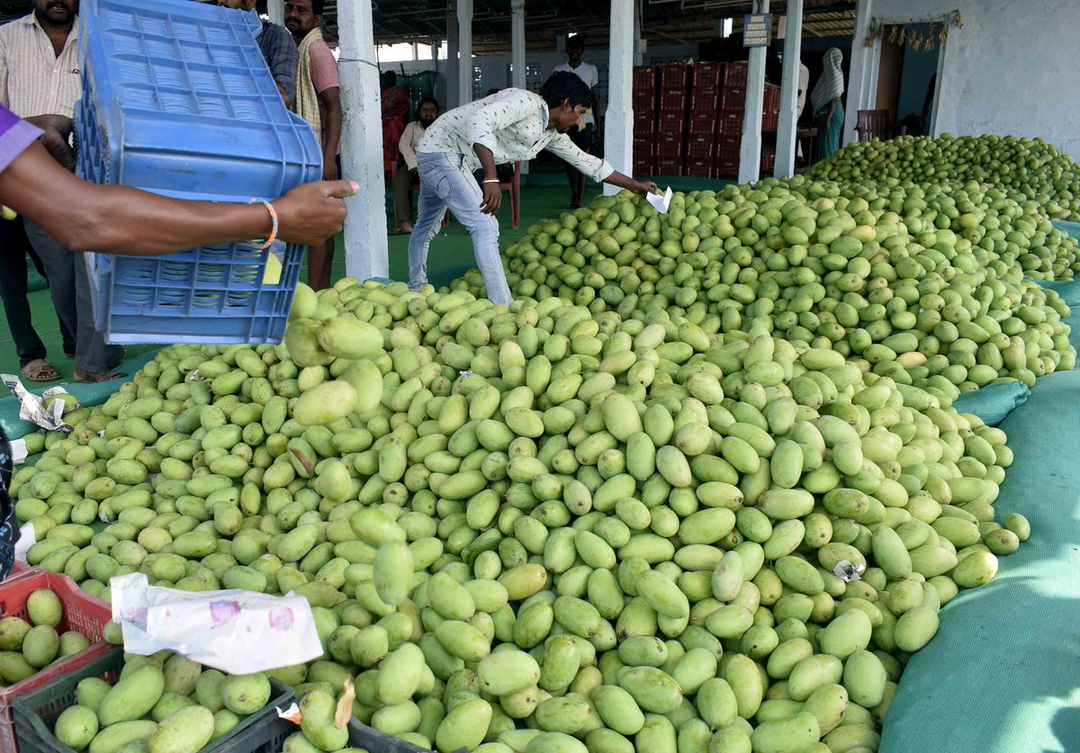 DeccanChronicle's tweet photo. Trading in mangoes, largely hit during the two years of the Covid season, is now returning to normalcy in Andhra Pradesh.
#mango #mangocultivation #mangotrading #AndhraPradesh https://t.co/mDFZ0gAw5u
