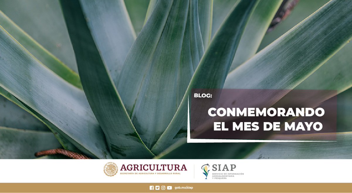 DGSIAP_Mx's tweet photo. #BlogSIAP
El mes de #mayo es de gran importancia para el #sectoragrícola, pues en él, se generan una gran cantidad de productos alimentarios de importancia para #México; pero también, porque inicia la temporada de #lluvias.
Lee: https://t.co/YQeslqs7CX https://t.co/ukxE1R1TtS