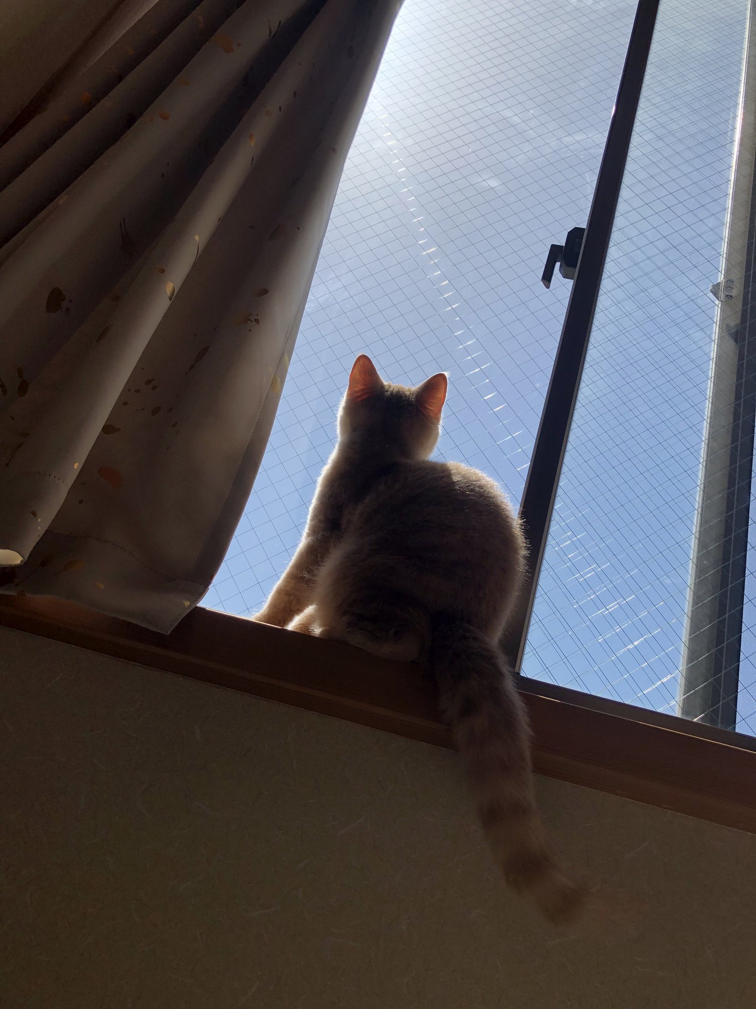 カッコいい猫 Twitter Search Twitter