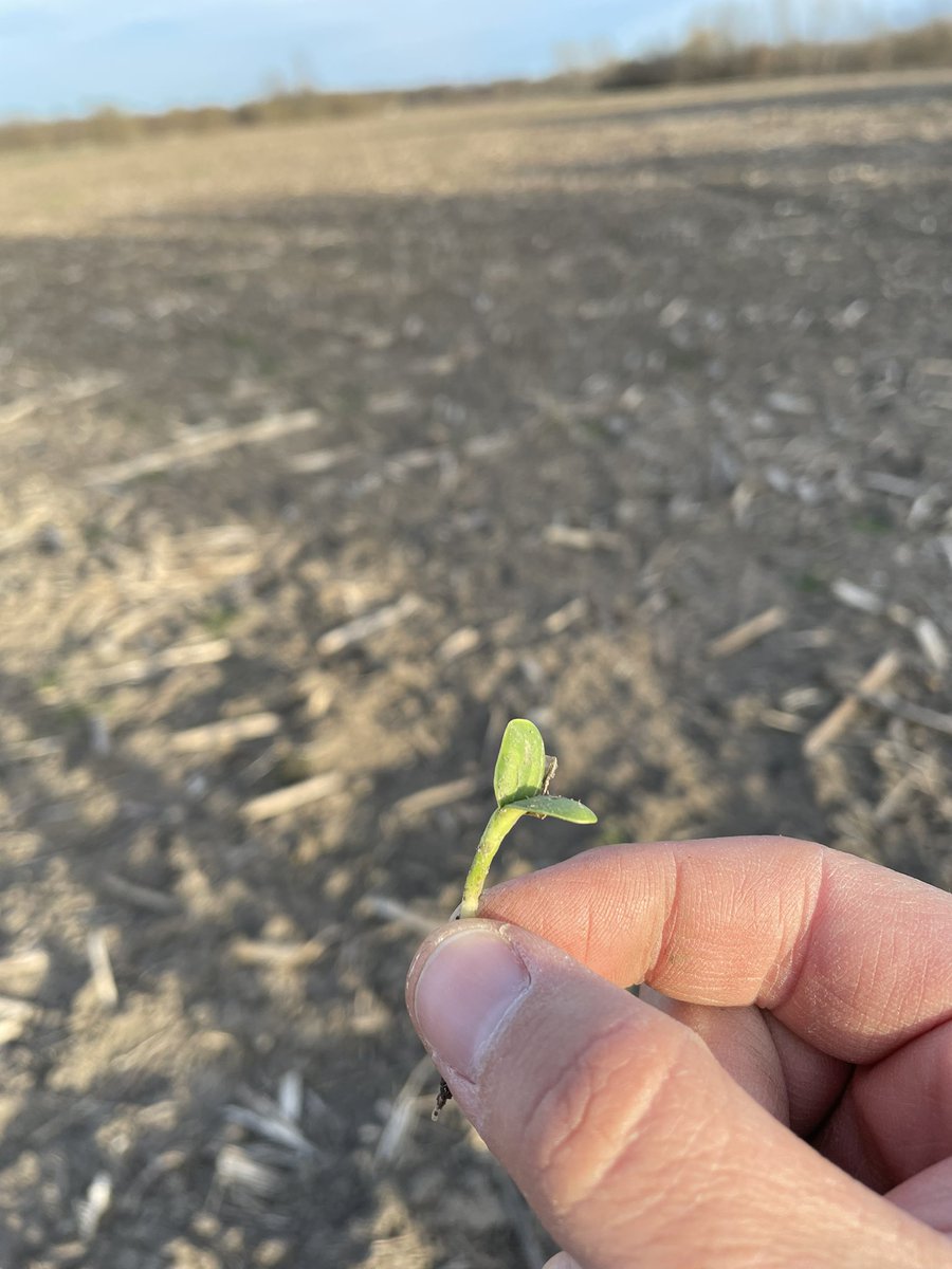 Not there on purpose but the first #sunflower of 2022 has me thinking we’re almost ready to start #plant2022 #sunnyseason