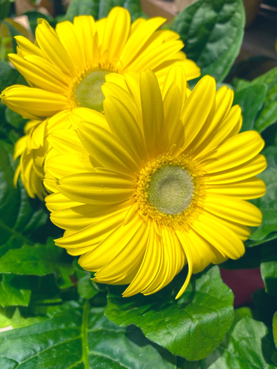 DonnaMarieArt1's tweet photo. "Look at the ocean and the sky filled with stars, manifestations from my wondrous mind." ~Thich Nhat Hanh
#sundayvibes
#balconyview #MayDay22
📷:#SundayYellow
#flowerwhisperer
🦋have great new week 🕊🍃🌼🍃 https://t.co/WeaV0RzzlA