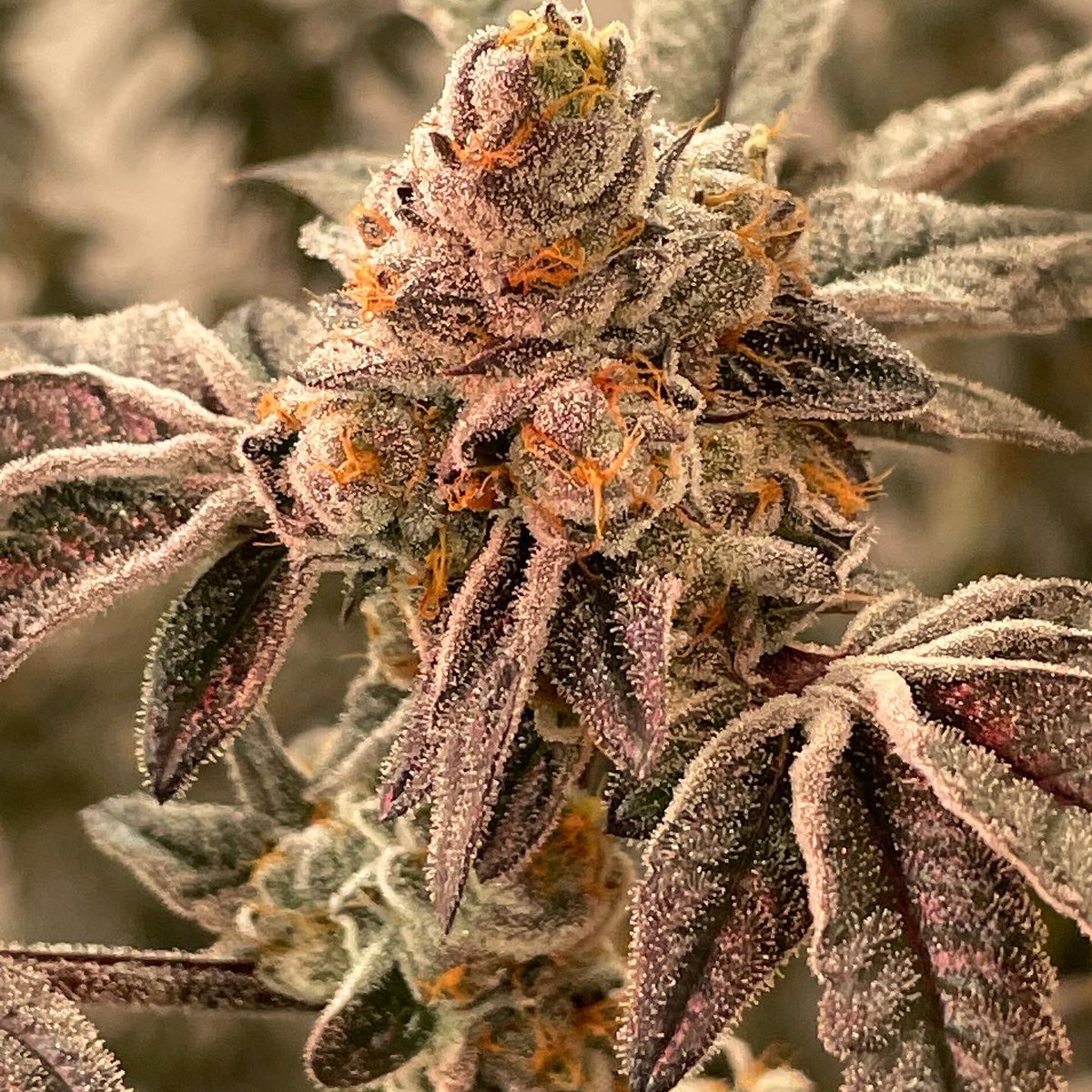 808geneticsjb's tweet photo. #CircusAnimal the future of Real Cooks @berner415 https://t.co/haYM91kioo