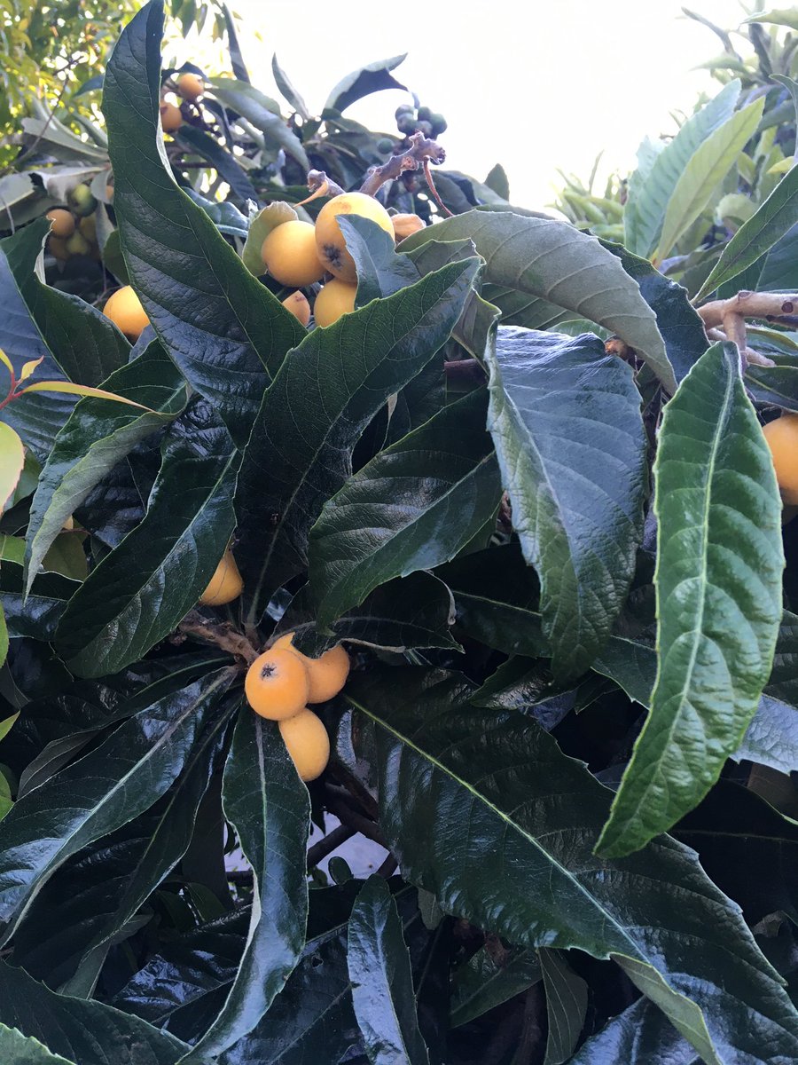 Loquat season is here again!! Highly recommend looking out for these - people plant them everywhere as landscaping trees and they are DELICIOUS (on par with a really good nectarine imo)