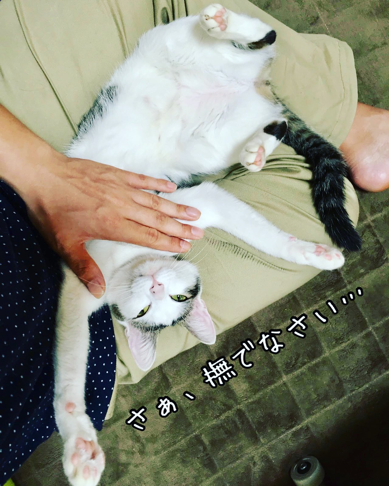 ねこぶちょう ネコ下僕 撫でろアピールするけど 撫ですぎると噛むよね 痛いけど可愛いから許す ねこ 猫 ネコ下僕 T Co Cmi2qipuso Twitter