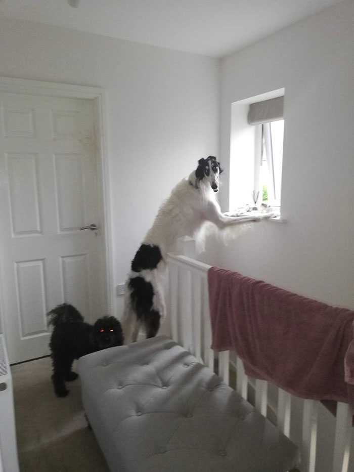 genius_dogs's tweet photo. https://t.co/oGTrtKu49w