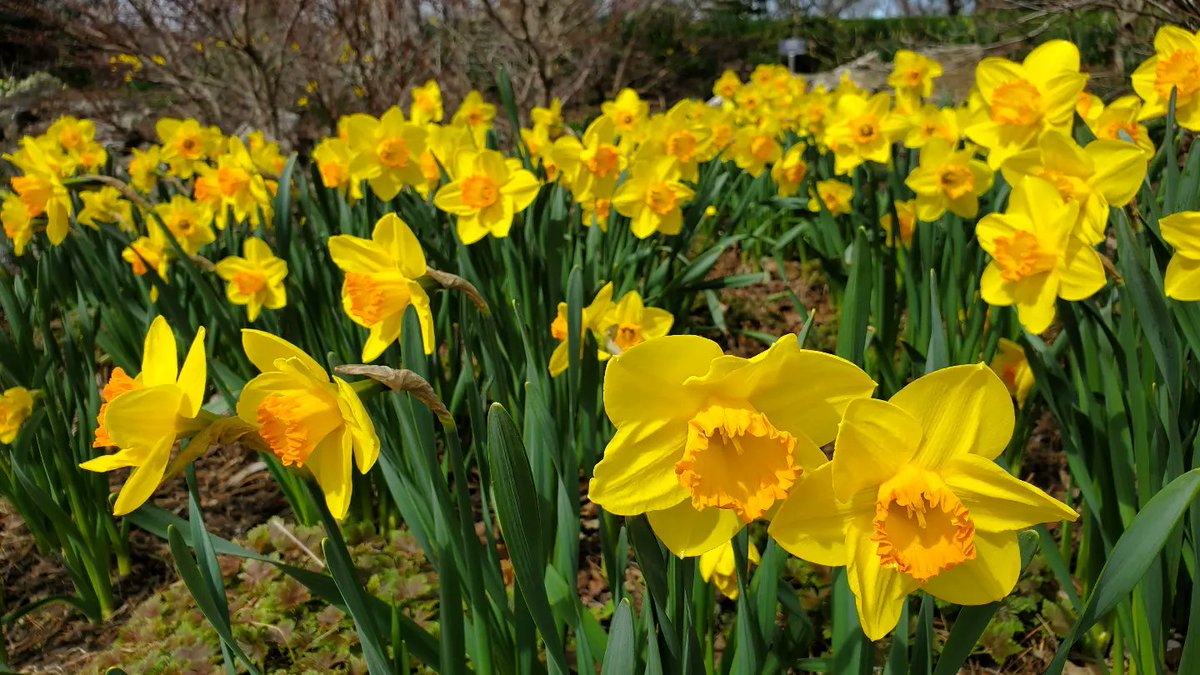 JustOutAndAbout's tweet photo. Taking in the beautiful Spring blooms at @RBGCanada and the rainforest animals of the Under the Canopy exhibition. What a great way to wrap up April. 
#RBGblooms #SpringBlooms #BurlON #HamOnt #Daffodils #Magnolia  #RBGUnderTheCanopy #Rainforest @BurlingtonTour @TourismHamilton https://t.co/qcwikFRTAN