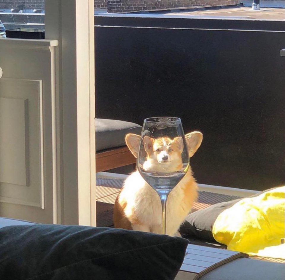 genius_dogs's tweet photo. https://t.co/itHtnJE99m