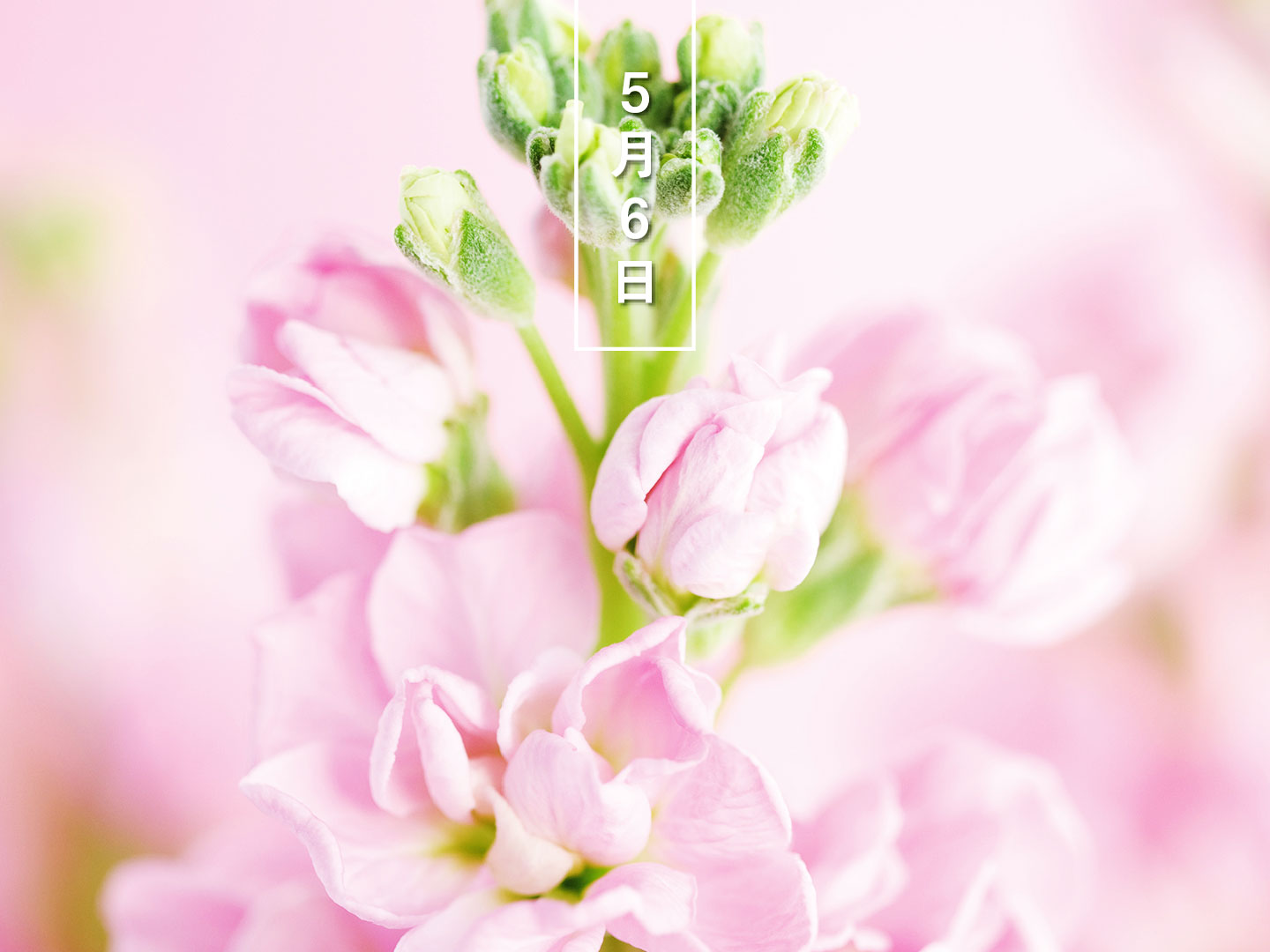 تويتر 暦生活 こよみせいかつ على تويتر 今日の誕生花 ストック 花の日めくり 花言葉 永遠の美 和名はアラセイトウ 紫羅欄花 です 11 5月 甘い香りのピンク 白などの花を房状に咲かせます 開花期が長く 切り花やフラワーアレンジメントに