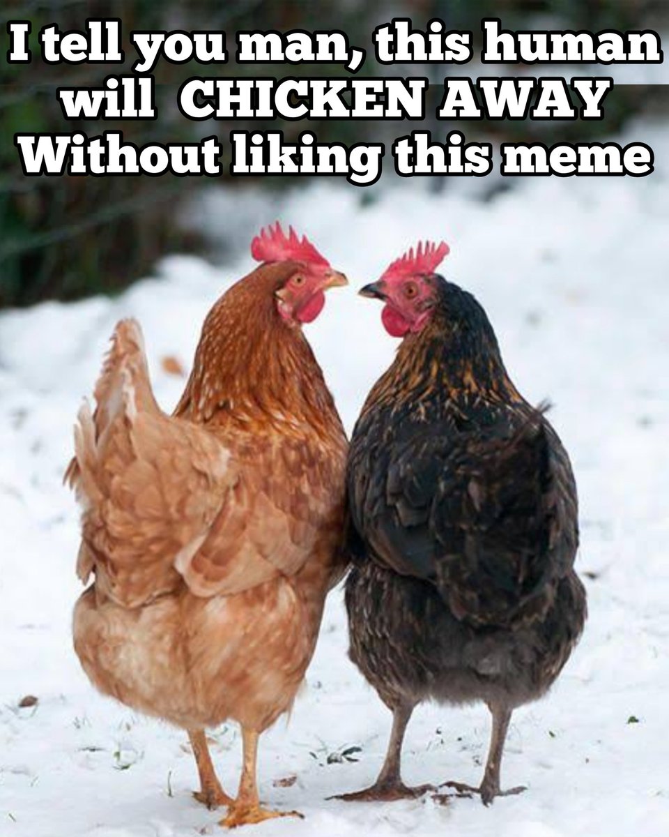 PawanSaysToo's tweet photo. Go on, Do it ✊
#memesdaily #ChickenMeme https://t.co/OHSc2ow5Wa