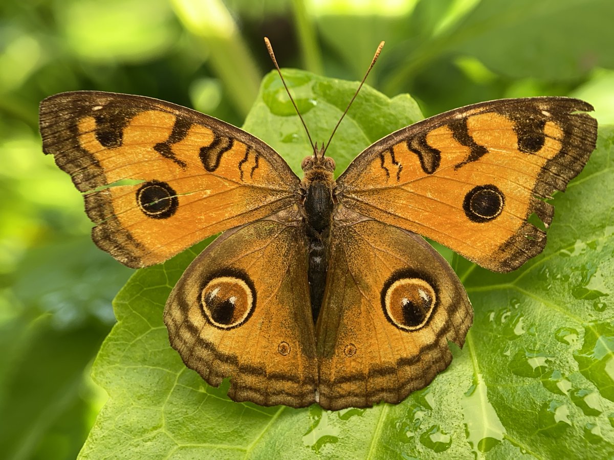 RT @standphoto: Junonia almana, the peacock pansy butterfly, the wings are so wet today. 

Kuala Lumpur, Malaysia. https://t.co/336vLkAqXN